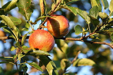Apfel Apfelbaum