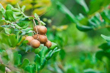 Dimocarpus longan