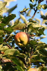 Apfel Apfelbaum