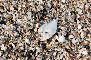 Decomposing dead fish carcass washed ashore on beach with mostly