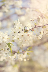 Fototapeta na wymiar Cherry blossoms on a branch in the sunshine. Tonning photo