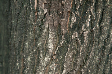 bark texture