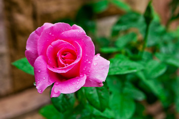 Pink rose with drops