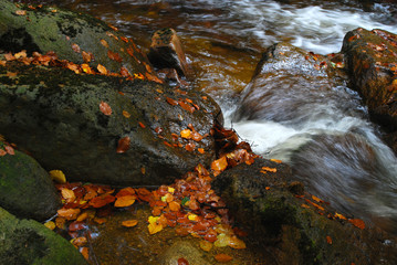 wildwasser