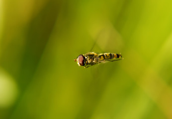 Portrait of the live flower fly. The fly hung in the air.