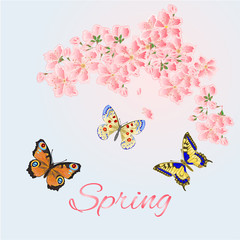 Obraz na płótnie Canvas Spring background cherry and butterflies vector