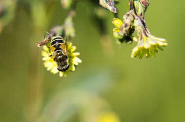 Portrait of the live flower fly. A fly sitting on a flower. 