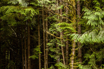 Vegetation in BC's Coastal Rainforest, Canada
