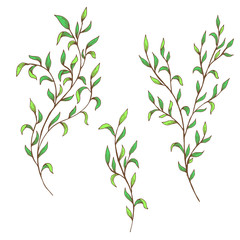 Vector hand drawn sketch - branches with green spring leaves