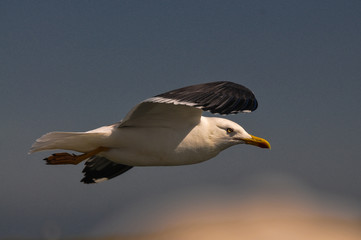 flying white seagull