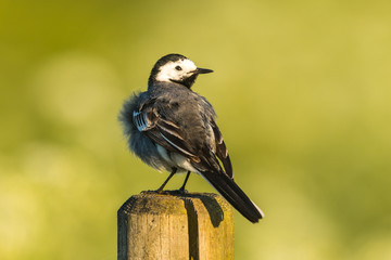 white wagtail (Motacilla alba)