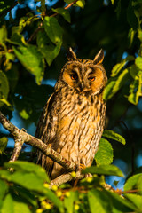 Long-eared owl (asio otus) sitting in a tree