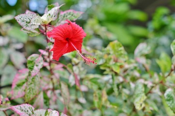 Beautiful red hibiscus