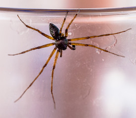 Spinne auf einem Glas