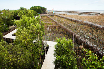 mangrove tree