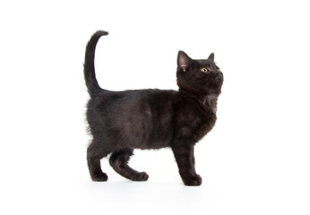 Cute black kitten