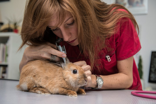 La consultation v&eacute;t&eacute;rinaire pour les nacs est tr&egrave;s importante et repose sur une observation pr&eacute;cise.  Conseils qui seront vital pour la survie de l'animal et indispensable au propri&eacute;taire.