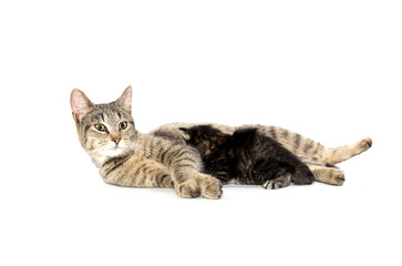 Fototapeta na wymiar Female tabby cat and kitten