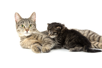 Female tabby cat and kitten