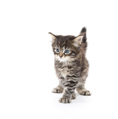 Cute tabby kitten on white background