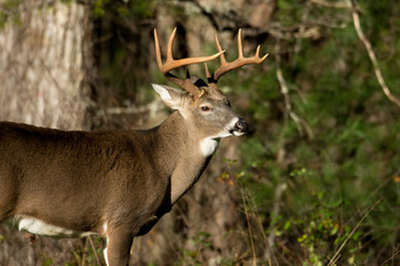 Naklejka na ściany i meble White-tailed deer buck