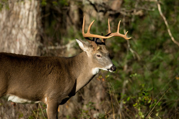 Naklejka na ściany i meble White-tailed deer buck