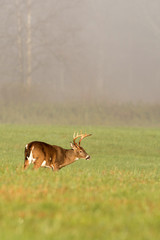 Naklejka na ściany i meble Large white-tailed deer buck in foggy meadow