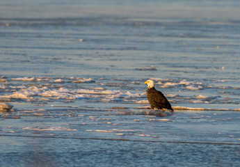 Bald eagle on ice