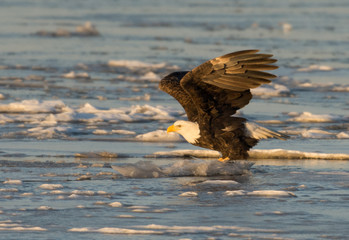 Bald eagle taking flight