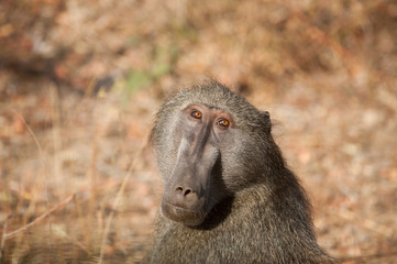 Baboon in Kruger National Park
