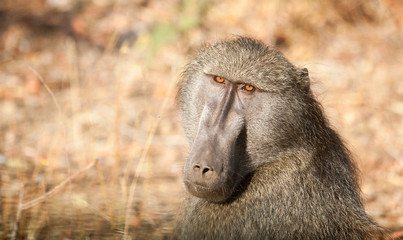 Baboon in Kruger National Park