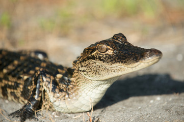 Young alligator