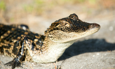 Young alligator