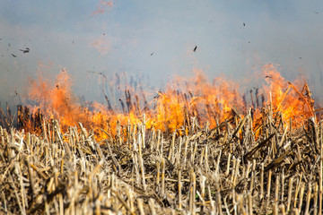 Fire in the Cornfield After Harvest. - obrazy, fototapety, plakaty