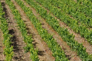 Vineyard in France