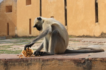 Monkey in India