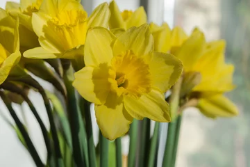 Crédence de cuisine en verre imprimé Narcisse Fleurs de narcisses en fleurs d& 39 avril disposées dans un vase pour la journée intérieure