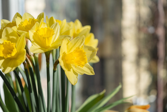 April blooming Narcissi flowers arranged in vase for interior de
