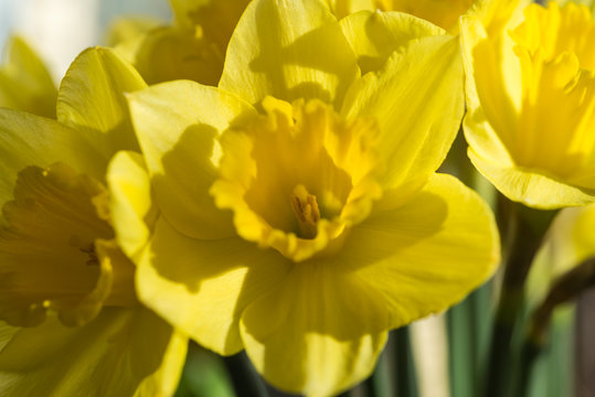April blooming Narcissi flowers arranged in vase for interior de