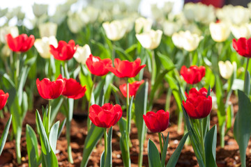 Colorful tulips planted in the garden decorations.