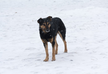 Fototapeta na wymiar Lonely homeless dog wandering in the snow. Animals