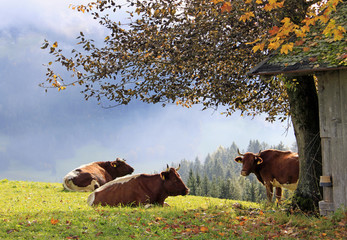 Herbstbild mit Kühen