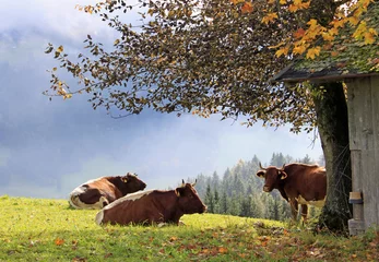 Stickers pour porte Vache Herbstbild mit Kühen