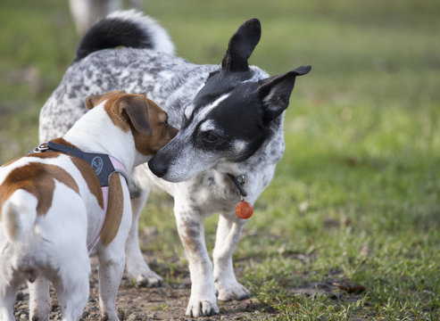 Incontro tra cani