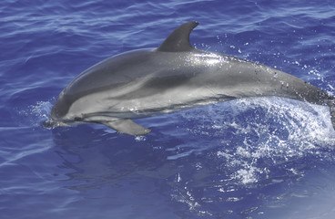 Dolphin on sardinia water