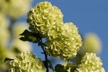 Palla di neve