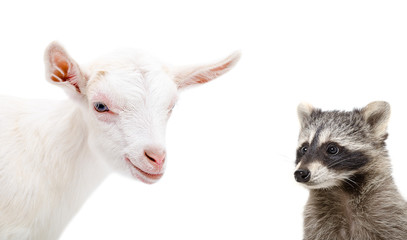 Portrait of a raccoon and goat