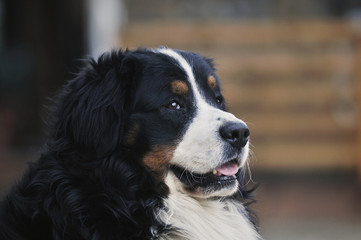 The portrait of Bernese Mountain Dog,