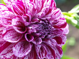 dalia © rarchitekt