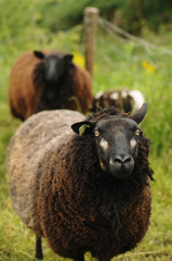 Naklejka premium Portrait of the black sheep